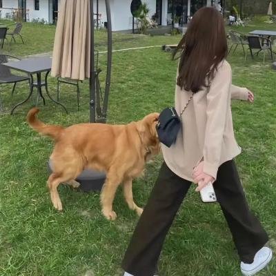 叔比狗:大闹幽灵海盗船
